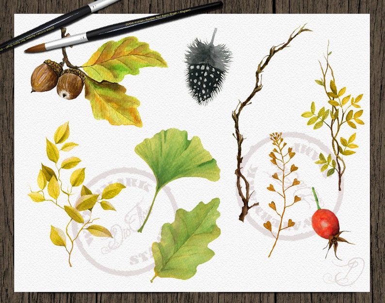 May include: Watercolor illustrations of various autumn leaves, branches, and berries. The illustrations include a ginkgo leaf, oak leaves, a rose hip, a branch with small leaves, and a branch with acorns.