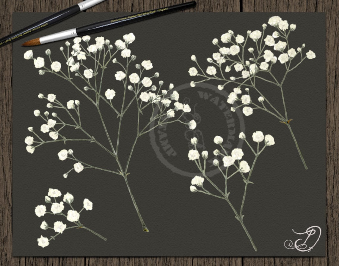 Baby's Breath Clipart White Gypsophila Flowers Clip Art Etsy
