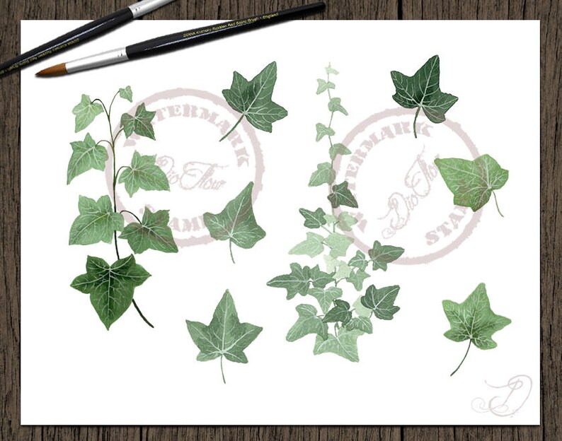 Greenery Ivy Clipart Watercolor Clip Art Vines Leaf Woodland Leaves Foliage Handpainted Green Forest Wedding Invitation Illustration Ivy