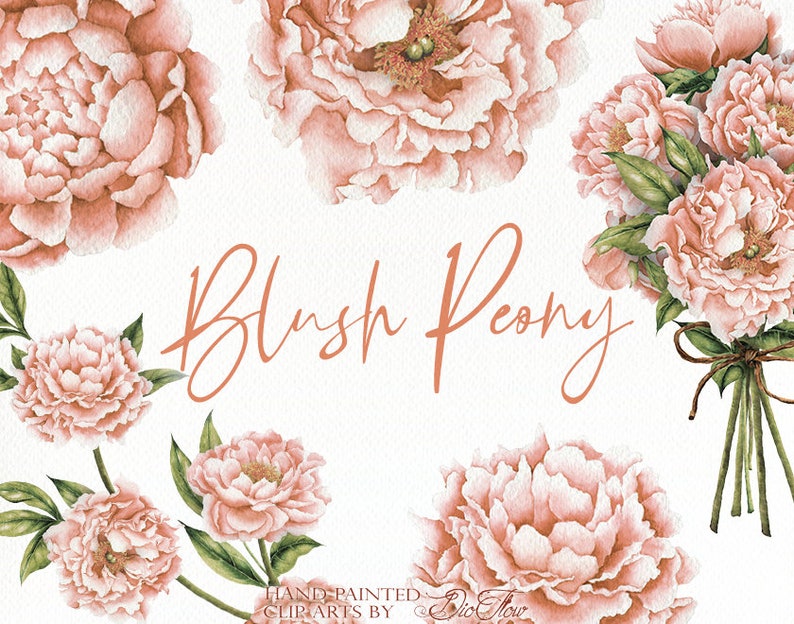 Watercolor Peony Clipart Blush Peonies Flower Peach Clip Art Vintage ...