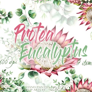 Aquarel eucalyptus protea clipart groen illustraties eucalyptus groen wax bloem blad groene bladeren illustratie vector uitnodiging kunst