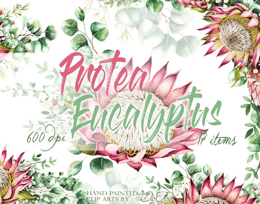 Watercolor Eucalyptus Protea Clipart Greenery Clip Art | Etsy