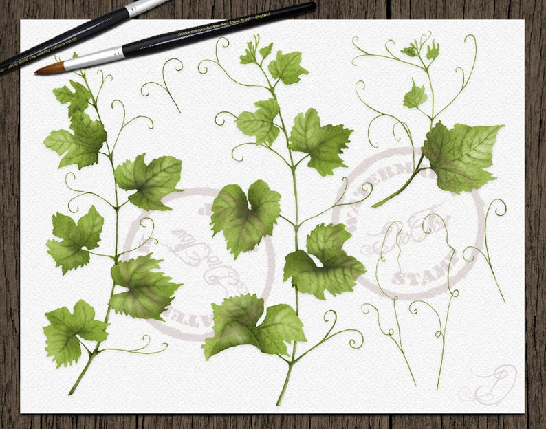 Grape Grapes Clipart Watercolor Grape Wine Clip Art Greenery Vines Leaves Vineyard Green Vinery Grapery Fall Fruits Vector Invitation