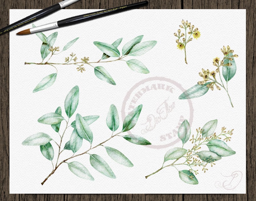 Eucalyptus Greenery Watercolor Clipart Seeded Eucalyptus Clip Art Aqua ...
