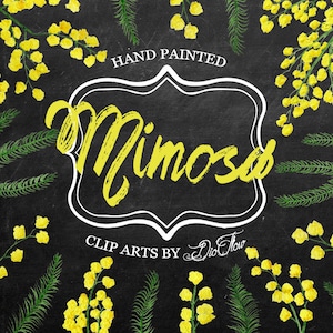 Fiori di Mimosa Clipart Clip Acacia acquerello arte Wattle giallo lanuginoso Mimosas Touch Me non fiore dipinto a mano rustico Cottage - "Mimosa"