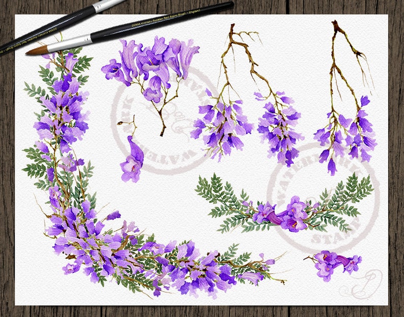 Jacaranda Aquarelle Clipart Purple Flowers Clip Art Lilac Flower Floral Wedding Invitation Illustration Vector Decor Jacaranda Tree Petals image 4