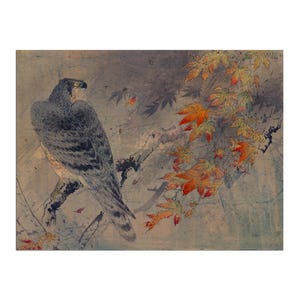 Japon, peinture, affiche, impression, aigle, sur, a, branche érable, art, (J161)a