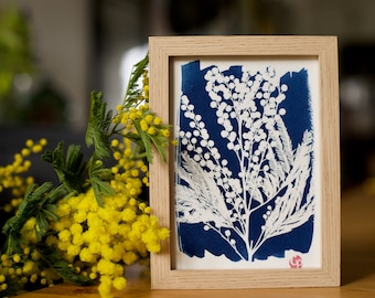 Botanical cyanotype of a mimosa flower