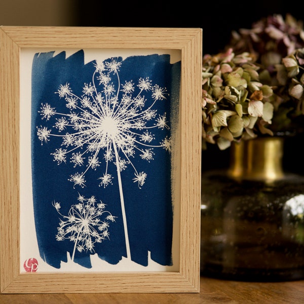 Cyanotype, botanical, Daucus carota, unique