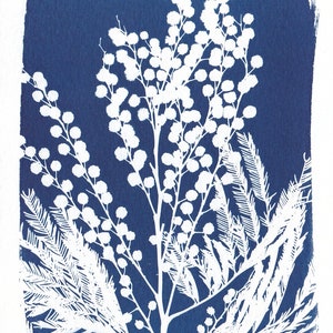 Botanical cyanotype of a mimosa flower traces pinceau