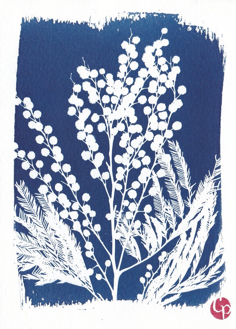 Botanical cyanotype of a mimosa flower traces pinceau