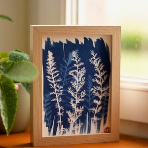 Cianótipo Yarrow, fotografia única e alternativa