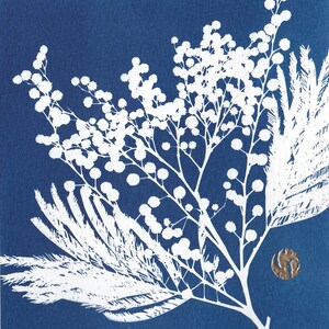 Botanical cyanotype of a mimosa flower Tout bleu