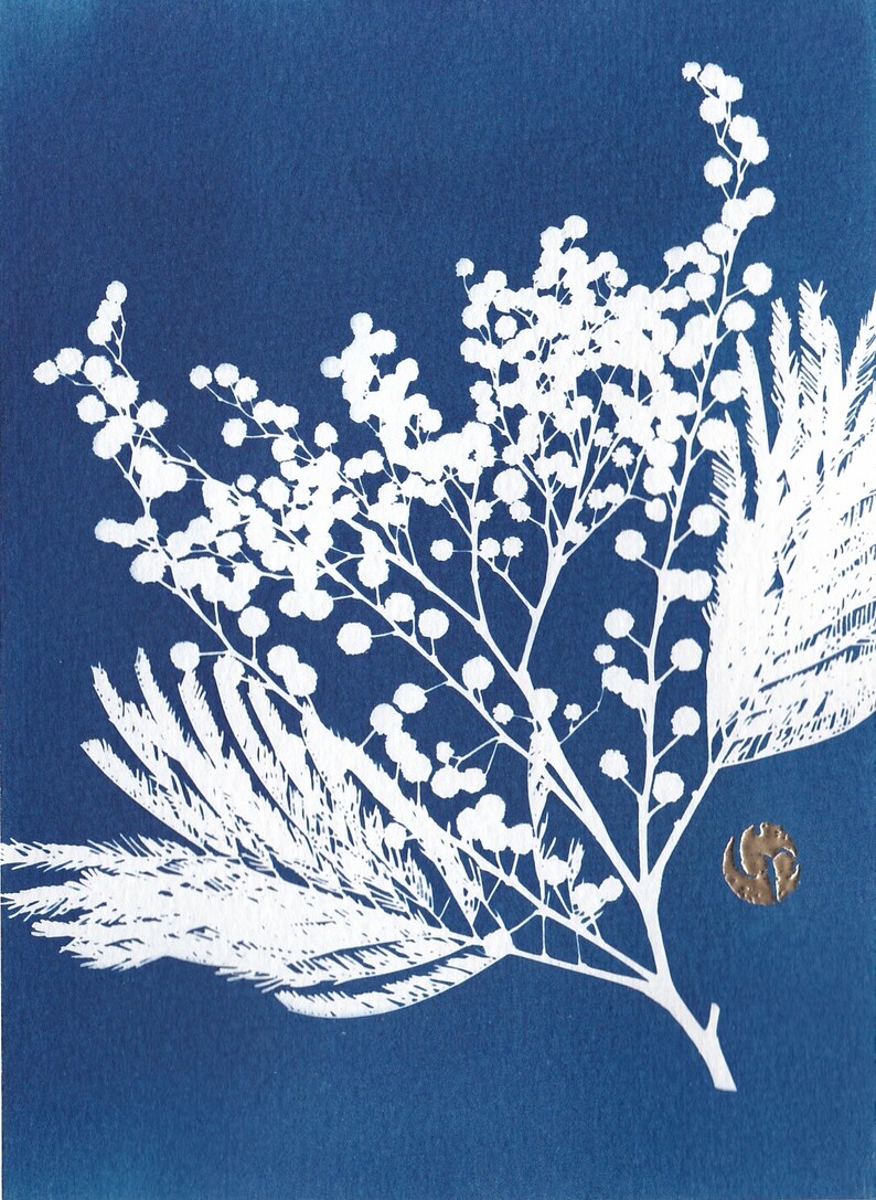 Botanical cyanotype of a mimosa flower Tout bleu