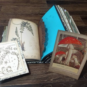 May include: Open journal with botanical illustrations and a vibrant blue page. A vintage postcard featuring red and white mushrooms rests nearby. The journal is bound with a black ribbon, suggesting a handcrafted design.