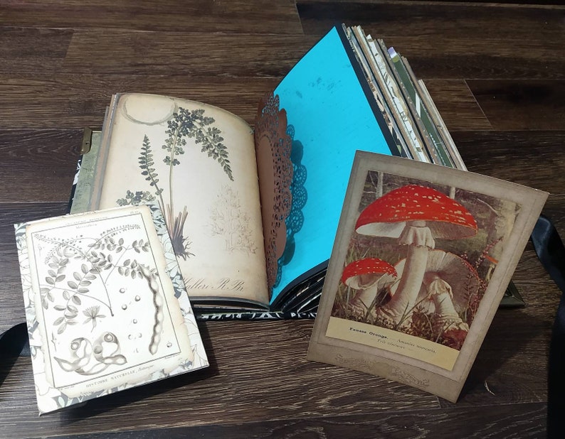 May include: Open journal with botanical illustrations and a vibrant blue page. A vintage postcard featuring red and white mushrooms rests nearby. The journal is bound with a black ribbon, suggesting a handcrafted design.