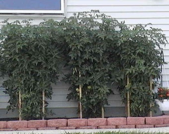 Adjustable Wooden Tomato/Plant Towers