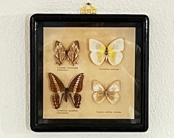 Vetrina entomologica vintage, modello farfalla vintage, insetti da parete per l'apprendimento della vecchia scuola, arredamento lepidotterista retrò, vecchia vetrina