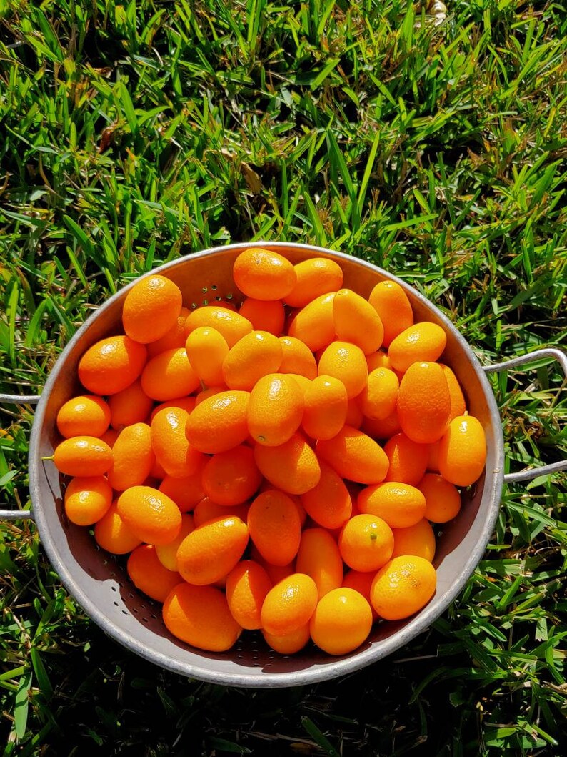 Kumquat Marmalade 8 oz Etsy