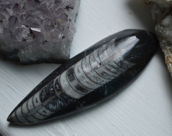 Large Orthoceras Fossil