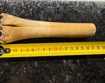 Elk, moose leg bone