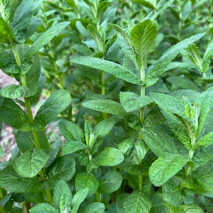 Dried Spearmint leaves, harvest 2025, whole leaves, natural mint, common mint, menta spicata,