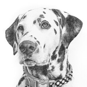 Pet portrait drawing. Detailed, realistic hand drawn custom artwork from photograph. Personalised pet gift. Dog, cat, horse. image 5