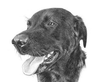 Labrador portrait drawing. Detailed, realistic hand drawn pet portrait. Gift for dog lovers and owners.