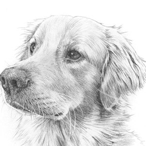 Pet portrait drawing. Detailed, realistic hand drawn custom artwork from photograph. Personalised pet gift. Dog, cat, horse. image 1