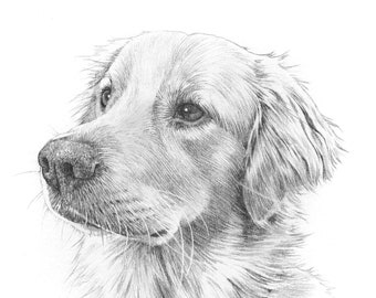 May include: A black and white pencil drawing of a Golden Retriever dog looking to the left. The dog's fur is detailed with shading and texture.