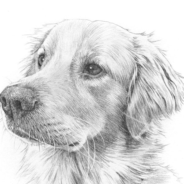 Pet portrait drawing. Detailed, realistic hand drawn custom artwork from photograph. Personalised pet gift.  Dog, cat, horse.