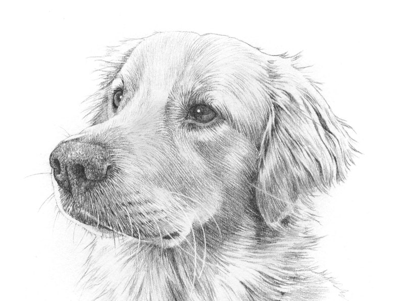 Pet portrait drawing. Detailed, realistic hand drawn custom artwork from photograph. Personalised pet gift. Dog, cat, horse. image 1