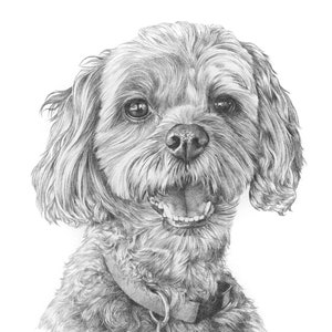 Pet portrait drawing. Detailed, realistic hand drawn custom artwork from photograph. Personalised pet gift. Dog, cat, horse. image 3