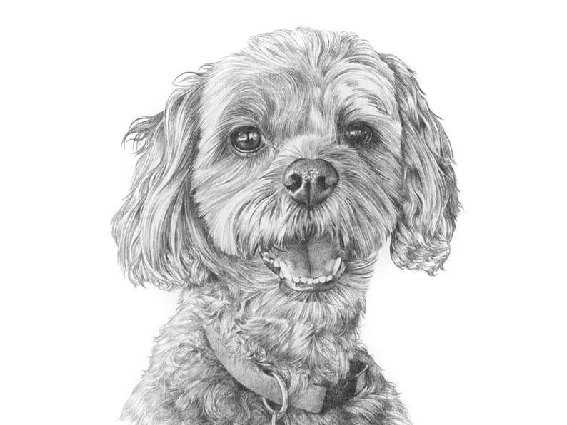 Pet portrait drawing. Detailed, realistic hand drawn custom artwork from photograph. Personalised pet gift. Dog, cat, horse. image 3