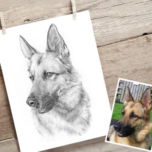 Pet portrait drawing. Detailed, realistic hand drawn custom artwork from photograph. Personalised pet gift. Dog, cat, horse. image 7