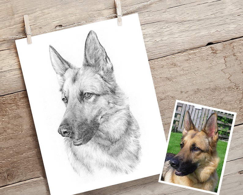 Pet portrait drawing. Detailed, realistic hand drawn custom artwork from photograph. Personalised pet gift. Dog, cat, horse. image 7
