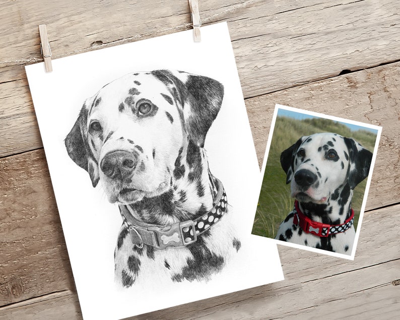Pet portrait drawing. Detailed, realistic hand drawn custom artwork from photograph. Personalised pet gift. Dog, cat, horse. image 6