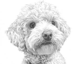 Maltipoo portrait drawing. Cockapoo, Cavapoo, Cavachon, Poodle, Pet, dog gift. Hand drawn portrait from photo.