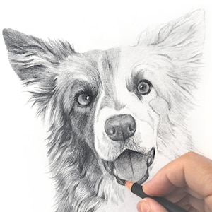 Pet portrait drawing. Detailed, realistic hand drawn custom artwork from photograph. Personalised pet gift. Dog, cat, horse. image 8