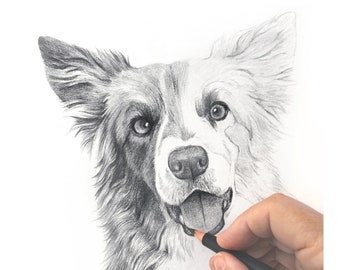 Hand drawn pet portrait. Detailed, realistic drawings from photos. Dog, cat, horse.