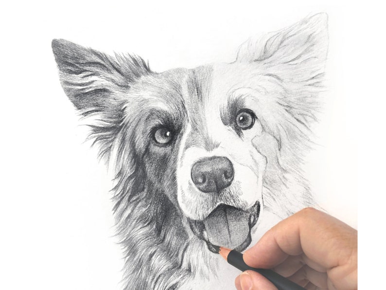 Pet portrait drawing. Detailed, realistic hand drawn custom artwork from photograph. Personalised pet gift. Dog, cat, horse. image 8