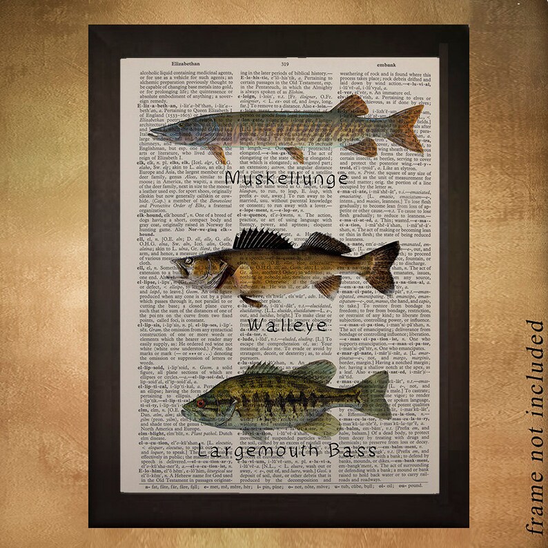 Freshwater Fishing Dictionary Art Print Fish Muskellunge Etsy Australia