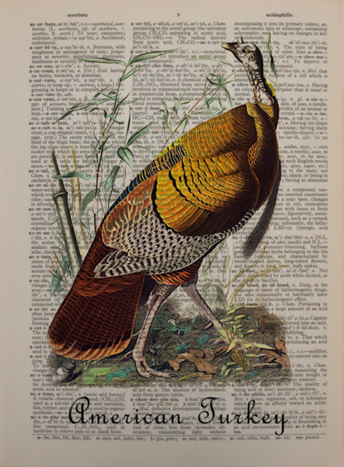 Vintage Turkey Print Thanksgiving Audubon Wall Art Home - Etsy
