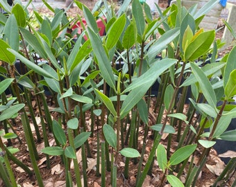 Árboles de mangle rojo con raíces