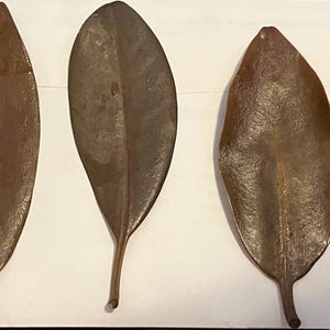 May include: Five brown dried leaves with pointed tips and smooth surfaces.