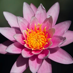 Lotus Flower Photograph, Pink Lily Photo, Wall Art Print, Home Office Decor, Nature Fine Art Photography, Floral Botanical Gardens Photo
