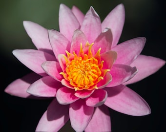 Lotus Flower Photograph, Pink Lily Photo, Wall Art Print, Home Office Decor, Nature Fine Art Photography, Floral Botanical Gardens Photo