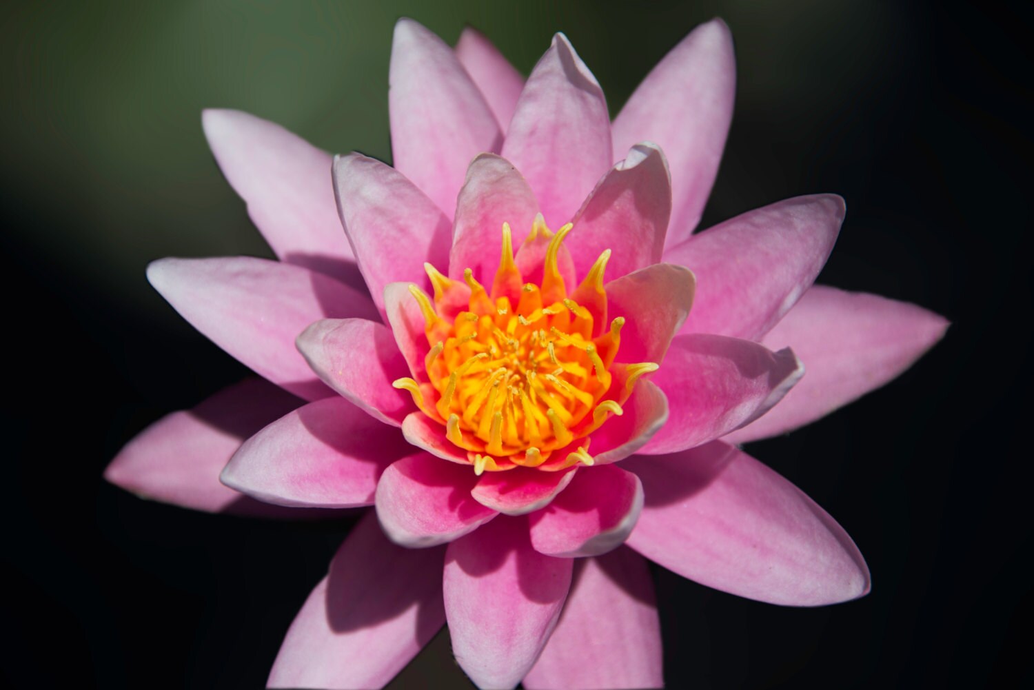 Foto de flor de loto, rosa Lily foto, impresión del arte de la pared, hogar oficina decoración, fotografía de obras de arte de naturaleza, jardines botánicos florales foto