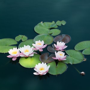 Lilypads Nature Photograph, Lotus Flower Photograph, Pond Water Lilies, Denver Botanical Garden, Flower Photography, Fine Wall Art Prints