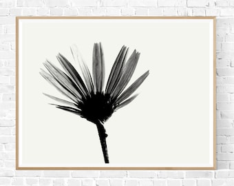 Puede incluir: Fotografía en blanco y negro de una sola flor con pétalos extendidos como un abanico. La flor está enfocada, mientras que el fondo está desenfocado.